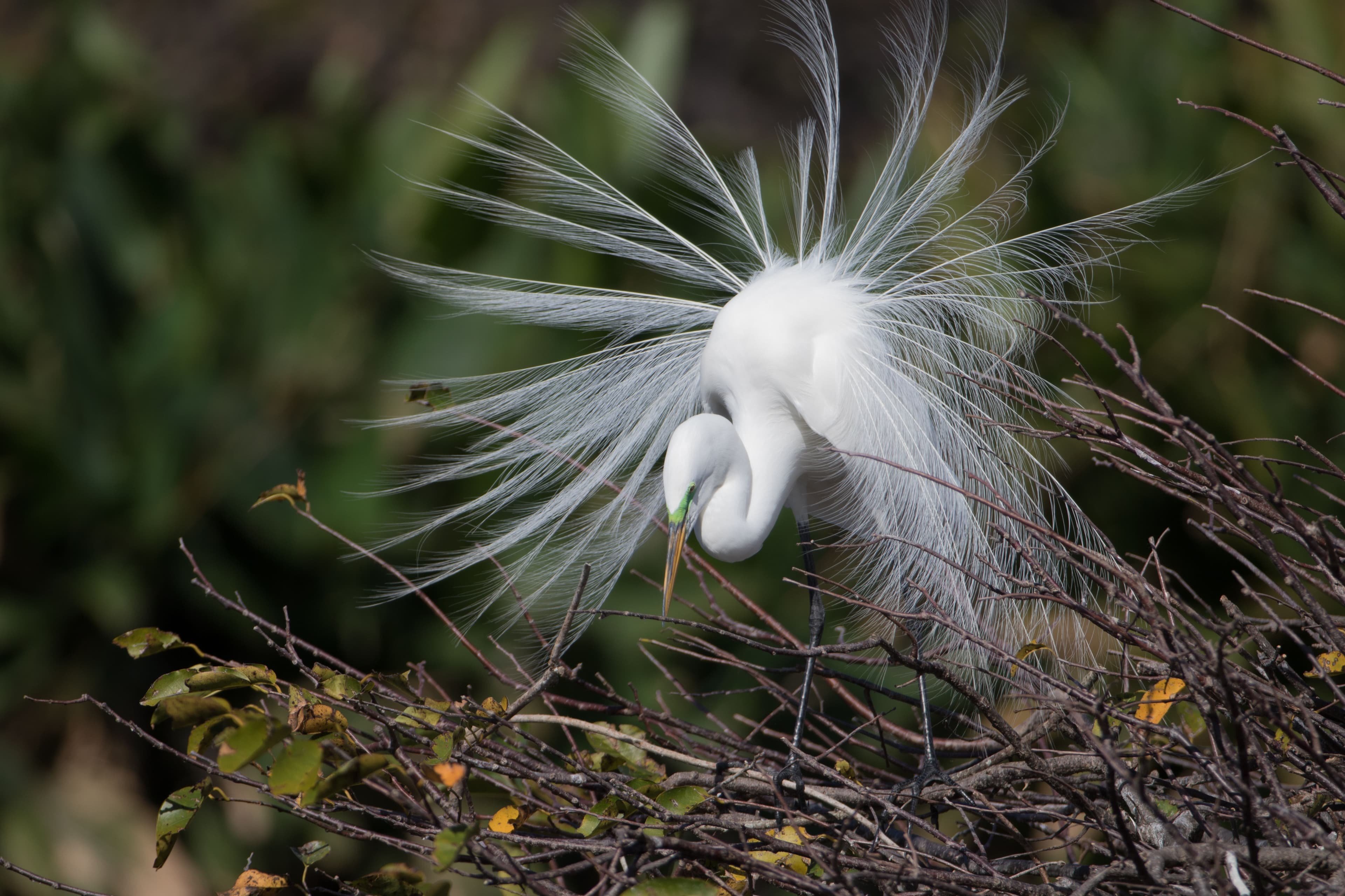 Why Travelers Book Kissimmee Rentals Through Stay